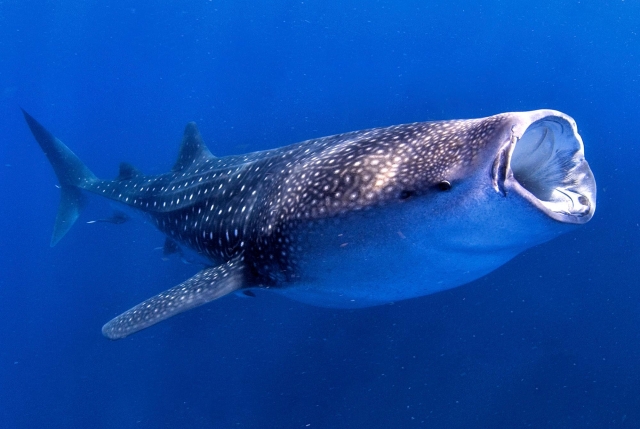  与鲸鲨一起浮潜 